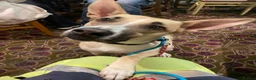 Mixed Breed dogs for adoption: COOPER - 2 Years Old, Mixed Breed Boy  - Advert 1