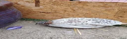 Quail poultry for sale: Mixed Colour Male Coturnix Quails - Advert 10