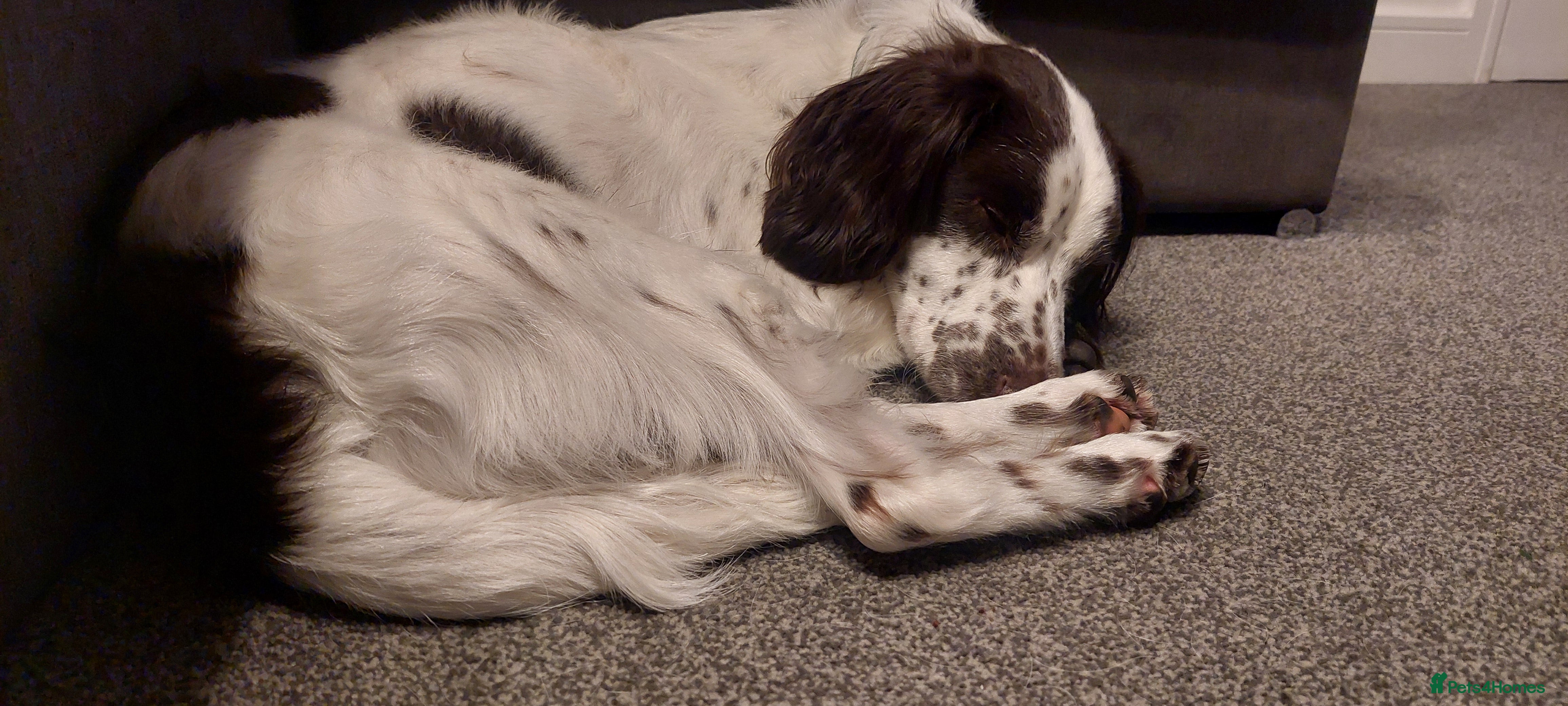 English Springer Spaniel dogs Springer - Buddy - Advert 18