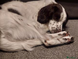 English Springer Spaniel dogs Springer - Buddy - Advert 8