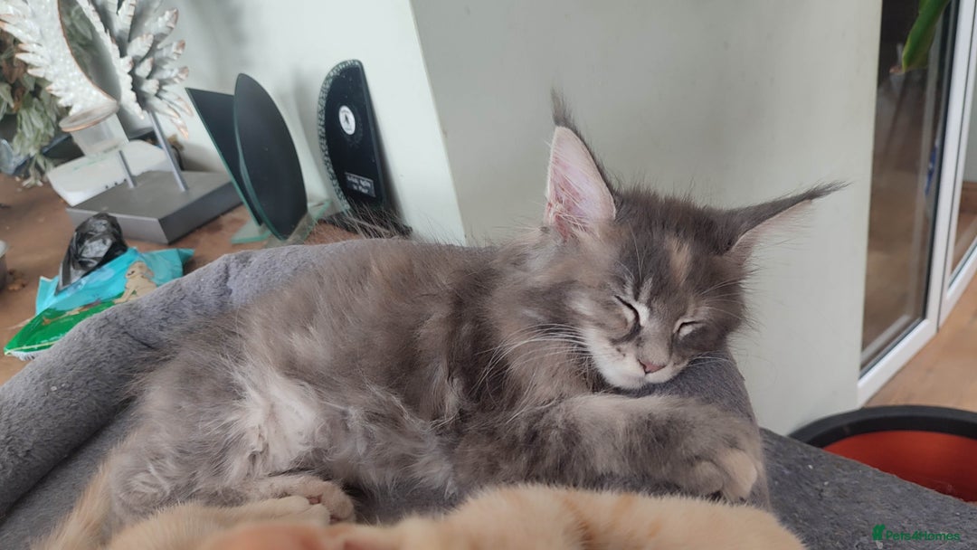 Maine Coon cats for sale: Fully health tested and Tica registered  in Great Missenden - Image 31