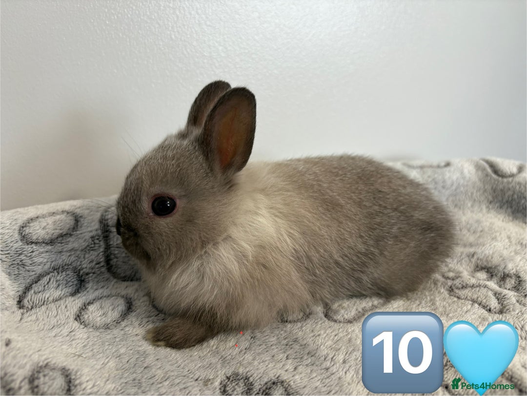 Netherland Dwarf rabbits for sale: 14 x Netherland Dwarf Bunnies 🐰🏡 🥰  - Image 21