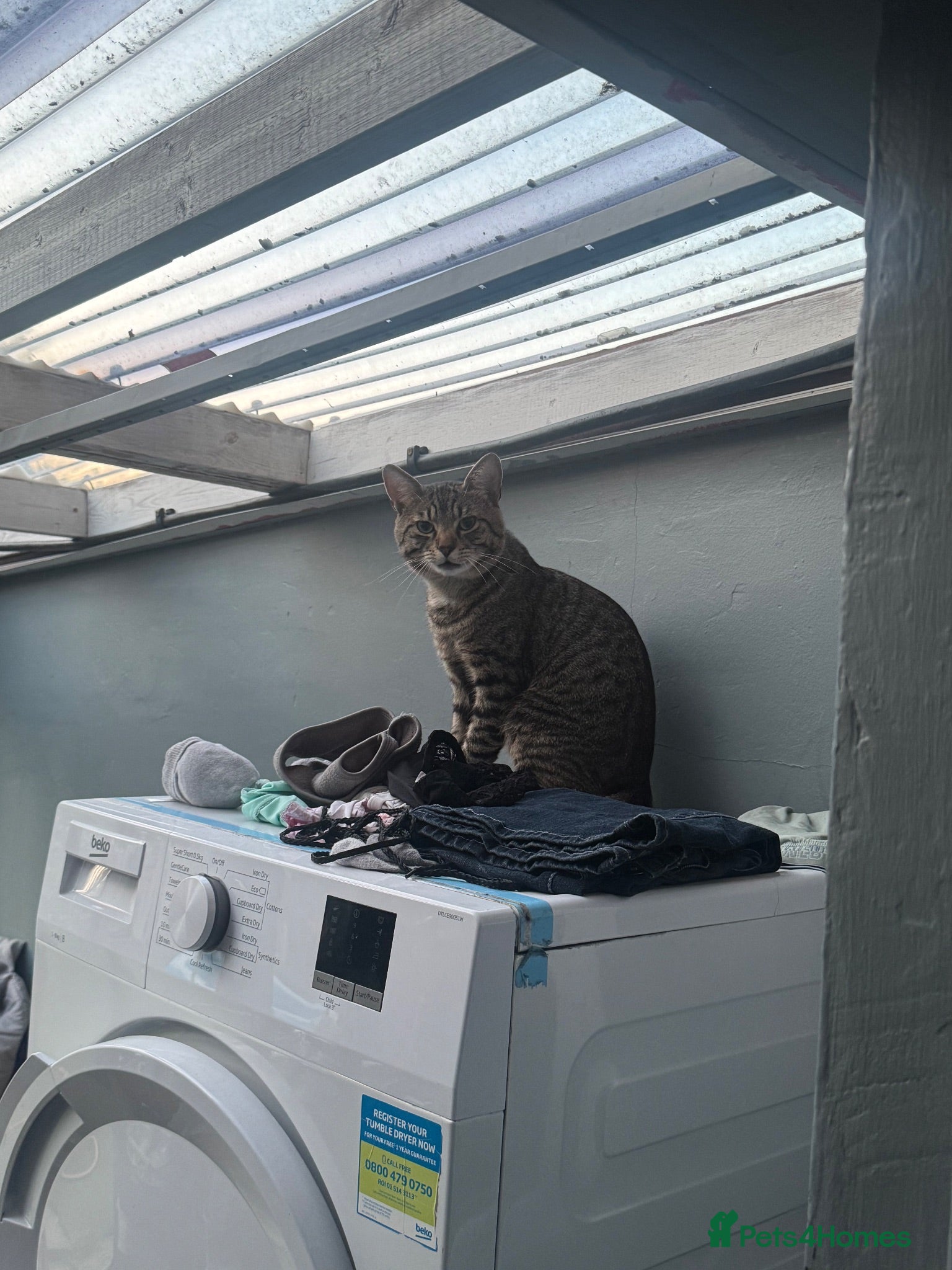 Mixed Breed cats Cat for sale  - Advert 2