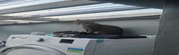 Mixed Breed cats for sale: Cat for sale  - Advert 1