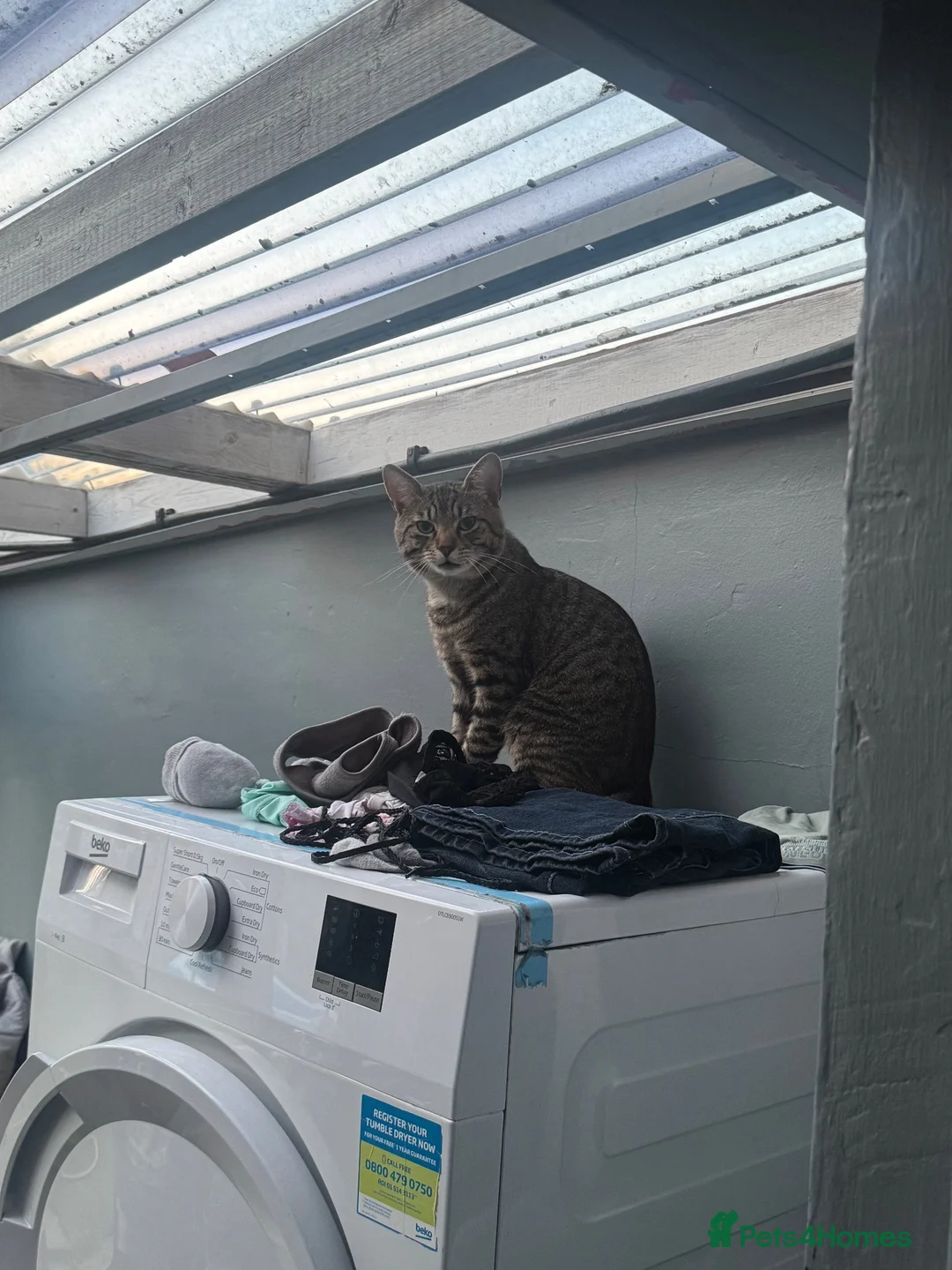 Mixed Breed cats for sale: Cat for sale  - Advert 1