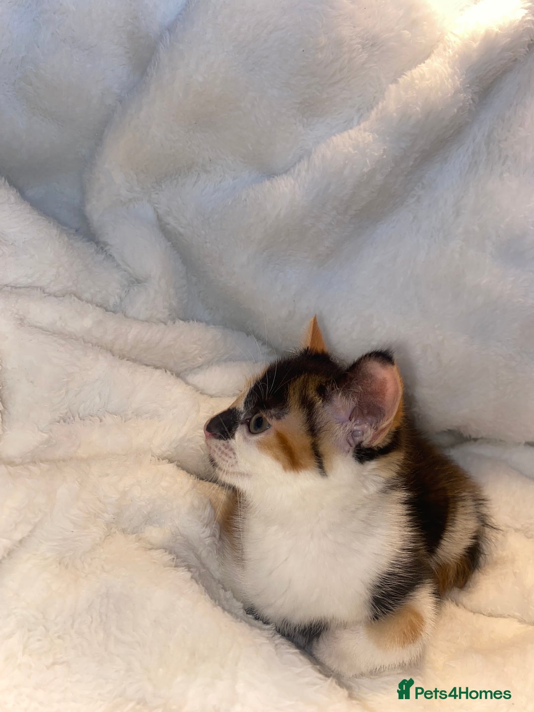 Mixed Breed cats for sale: Female Tortoiseshell Kitten Ready For Its New Home - Advert 6