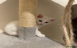 Turkish Angora cats for sale: Stunning Turkish Angora Kittens – Ready Now! 🐾 - Image 15