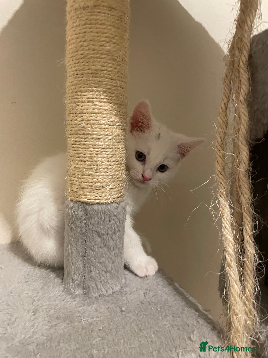 Turkish Angora cats for sale: Stunning Turkish Angora Kittens – Ready Now! 🐾 - Image 15