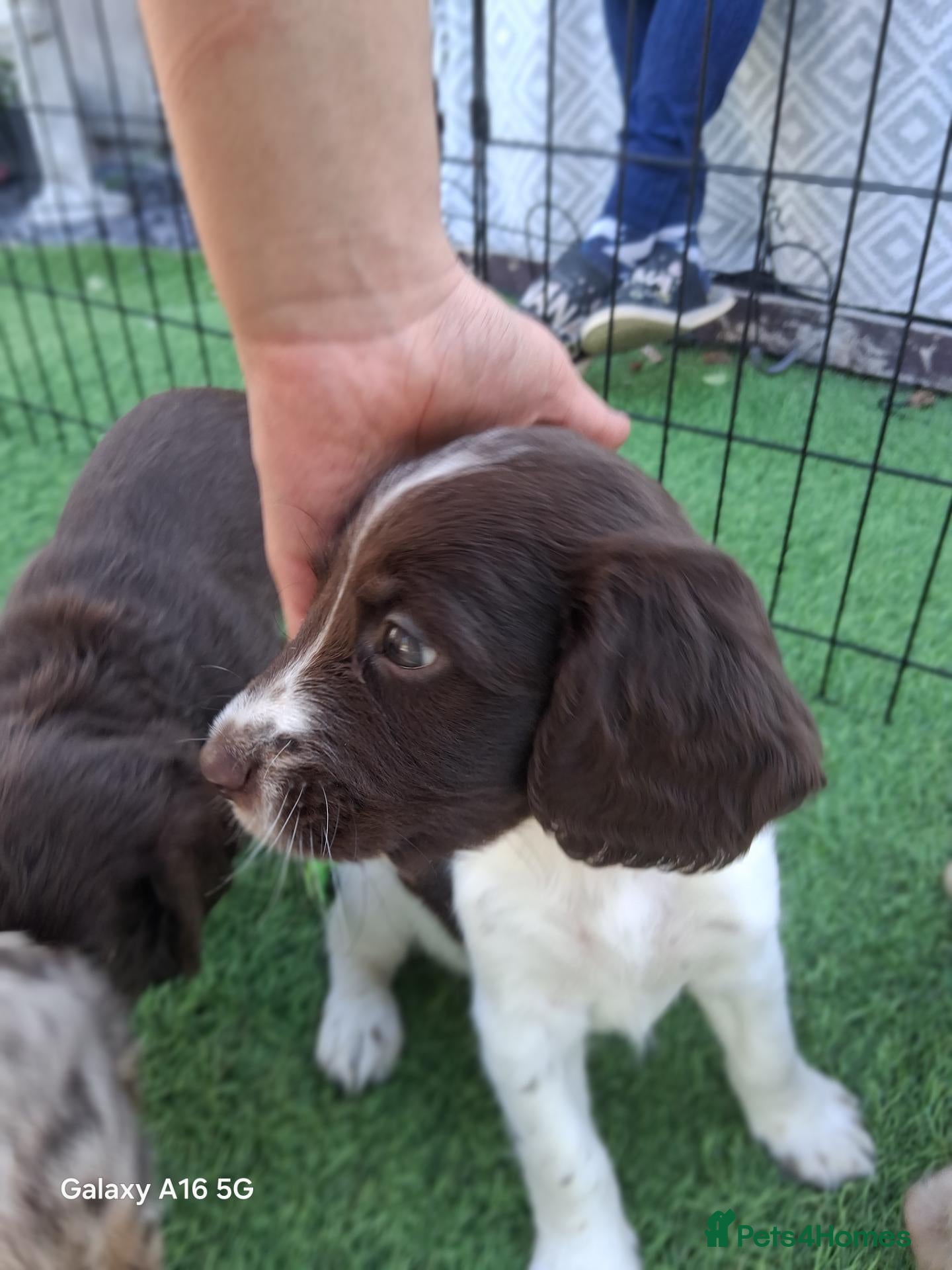 Cockapoo dogs Spaniel puppies - Advert 11