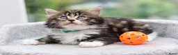Mixed Breed cats for sale: Tabby Kittens Ready Soon - Advert 7