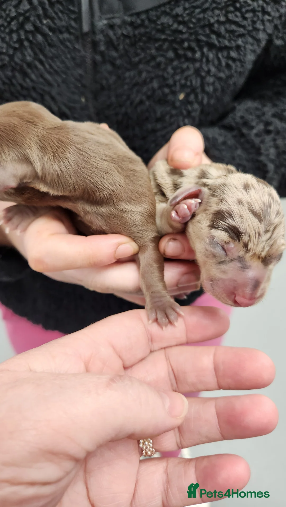 Dachshund dogs for sale: 5 miniture dachshund  - Advert 4