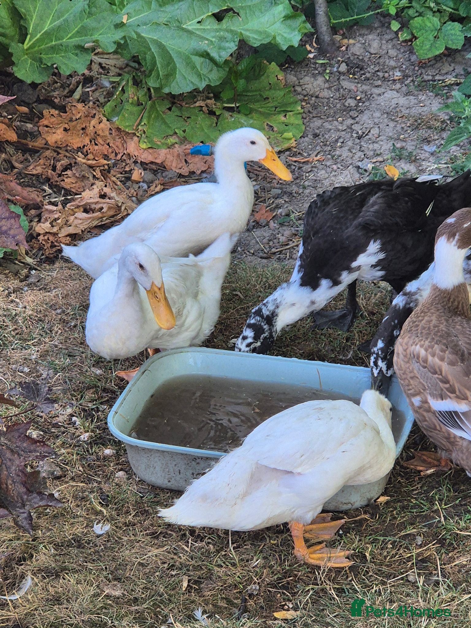 Ducks poultry Pure indian runner ducklings  - Advert 24