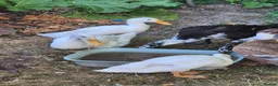 Ducks poultry for sale: Pure indian runner ducklings  - Advert 1