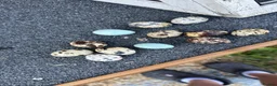Quail poultry for sale: Breeding pen quail  - Advert 8