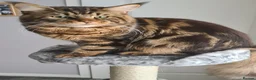 Maine Coon cats for stud: DENVER offered for stud services in Southampton - Advert 5