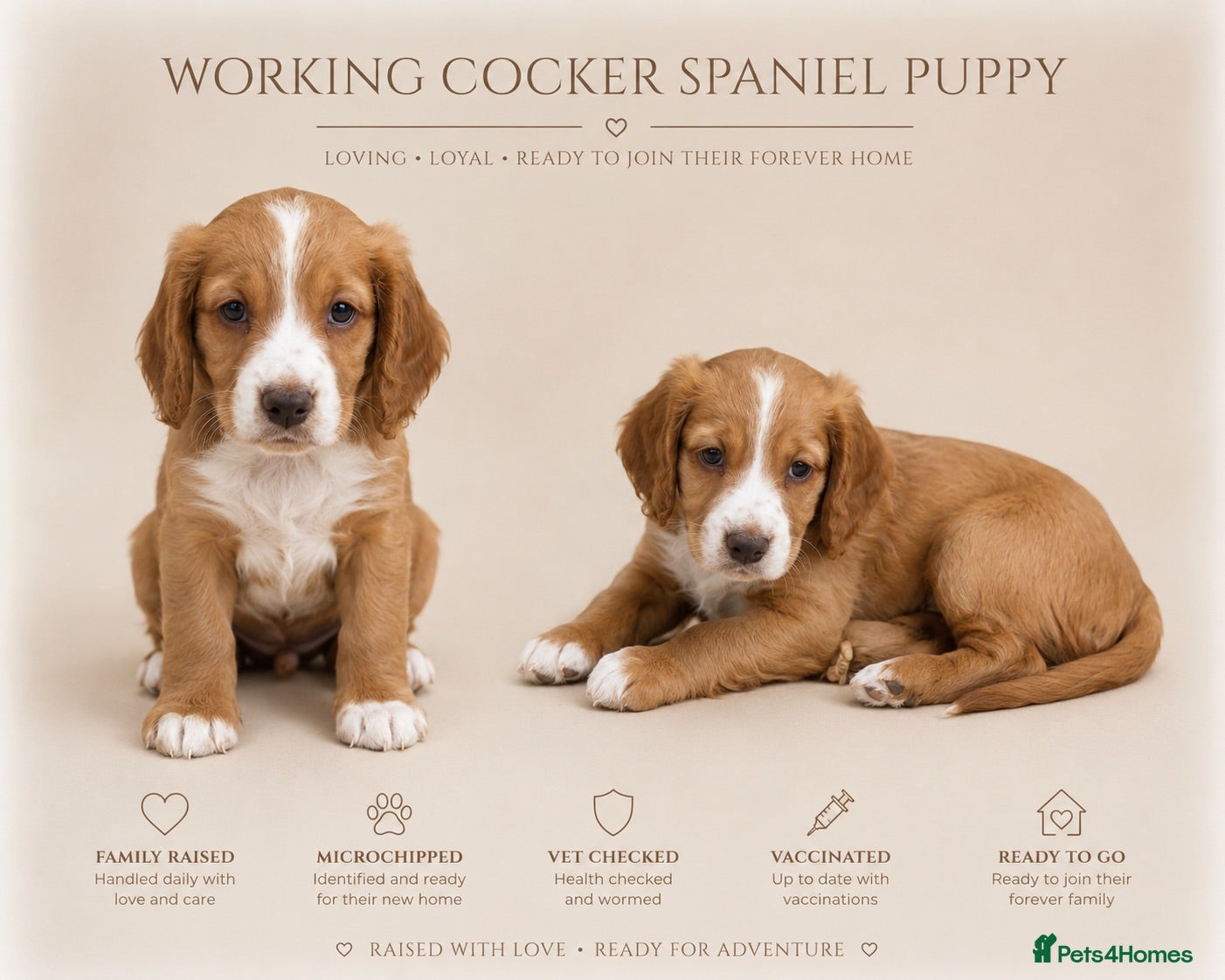 Cocker Spaniel dogs Outstanding KC Working Cockers Champion Bloodlines - Advert 1