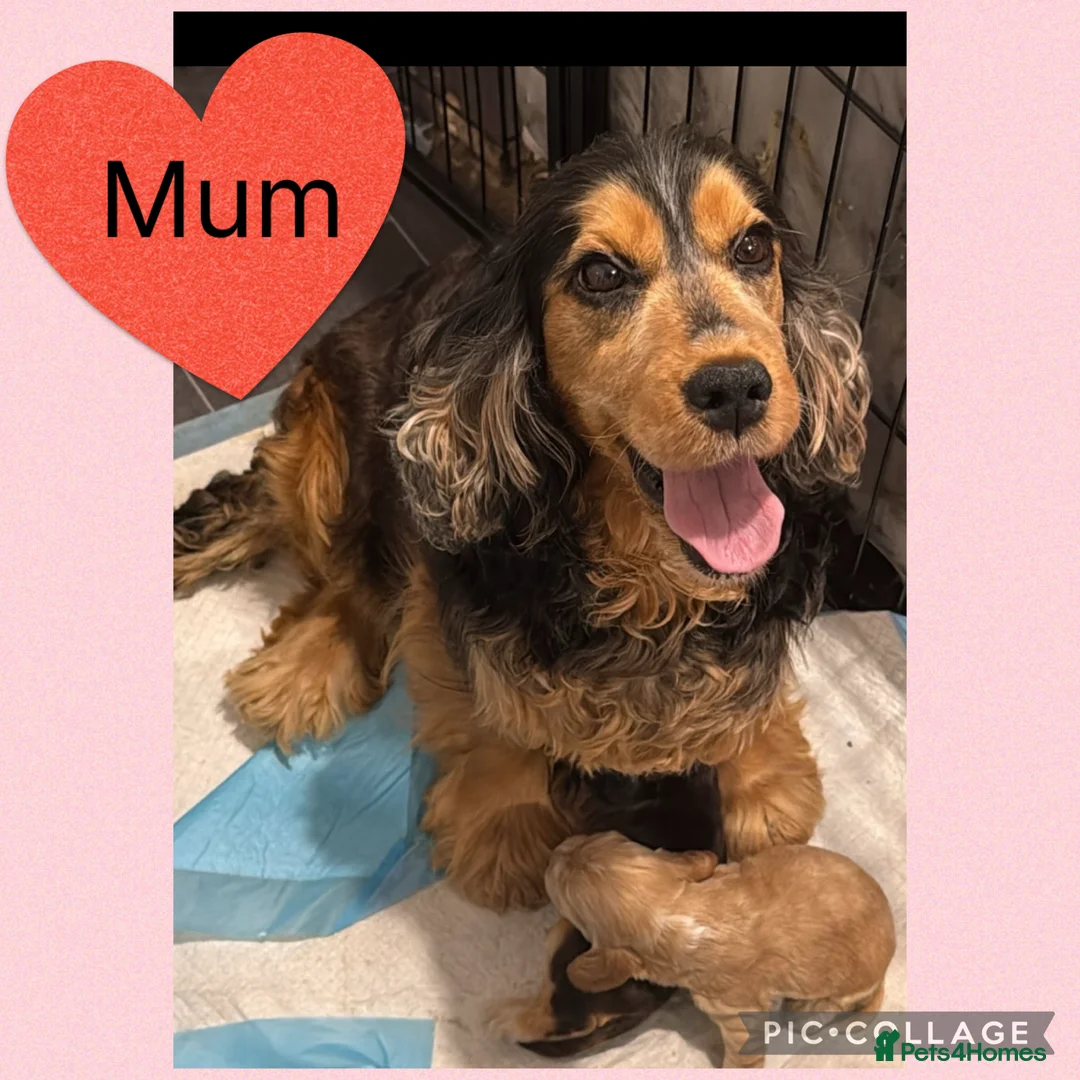 Cocker Spaniel dogs for sale: KC Show Type , Health clear puppies in Doncaster - Advert 2