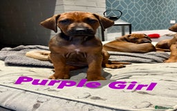 Rhodesian Ridgeback dogs for sale: Outstanding KC Reg Rhodesian Ridgeback Puppies 🦁 - Image 2