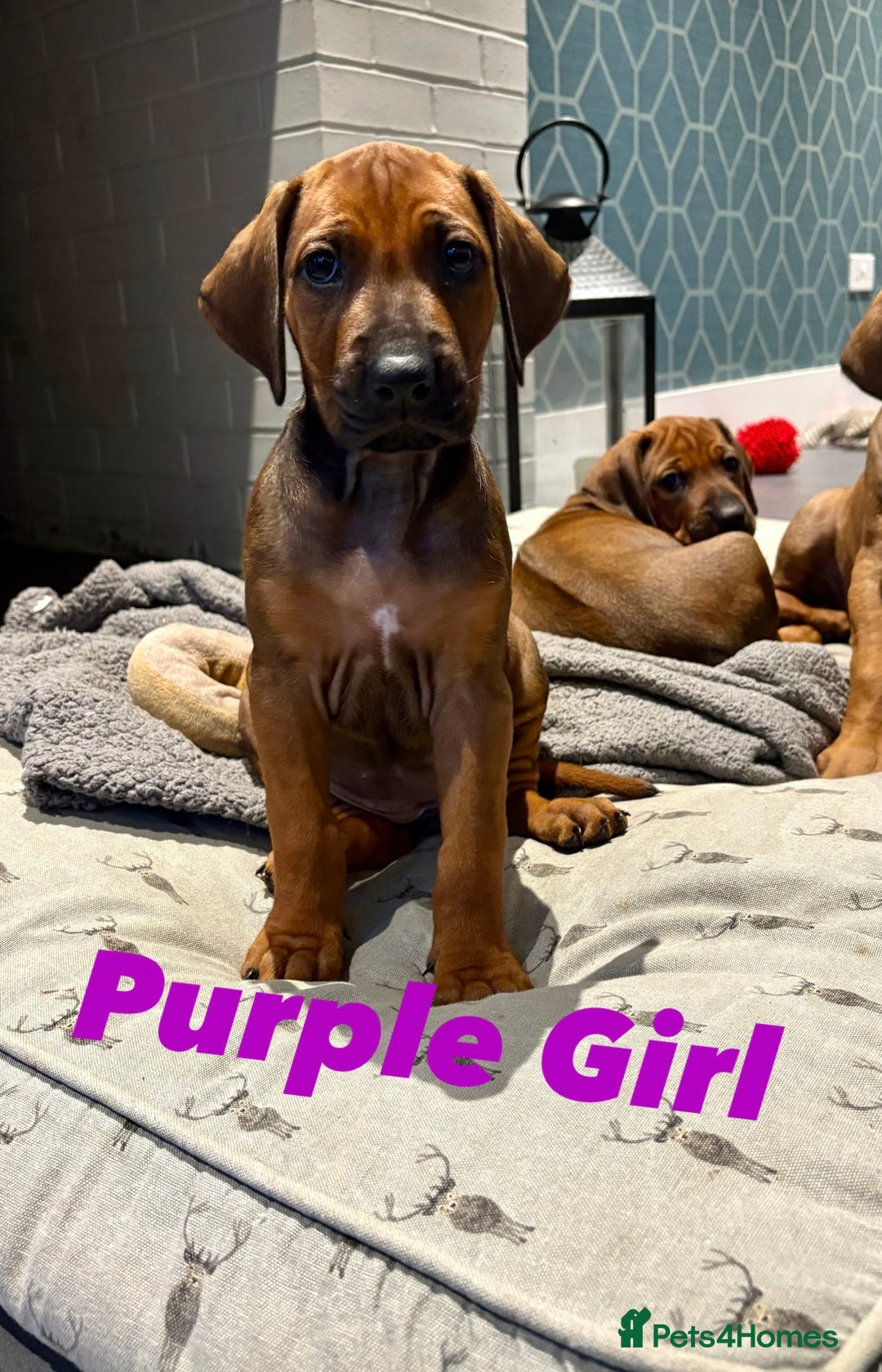 Rhodesian Ridgeback dogs for sale: Outstanding KC Reg Rhodesian Ridgeback Puppies 🦁 - Image 2