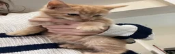 Mixed Breed cats for sale: 6 beautiful kittens - Advert 2