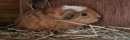 Guinea Pig rodents for sale: California x male and female Guinea pig babies  - Advert 7