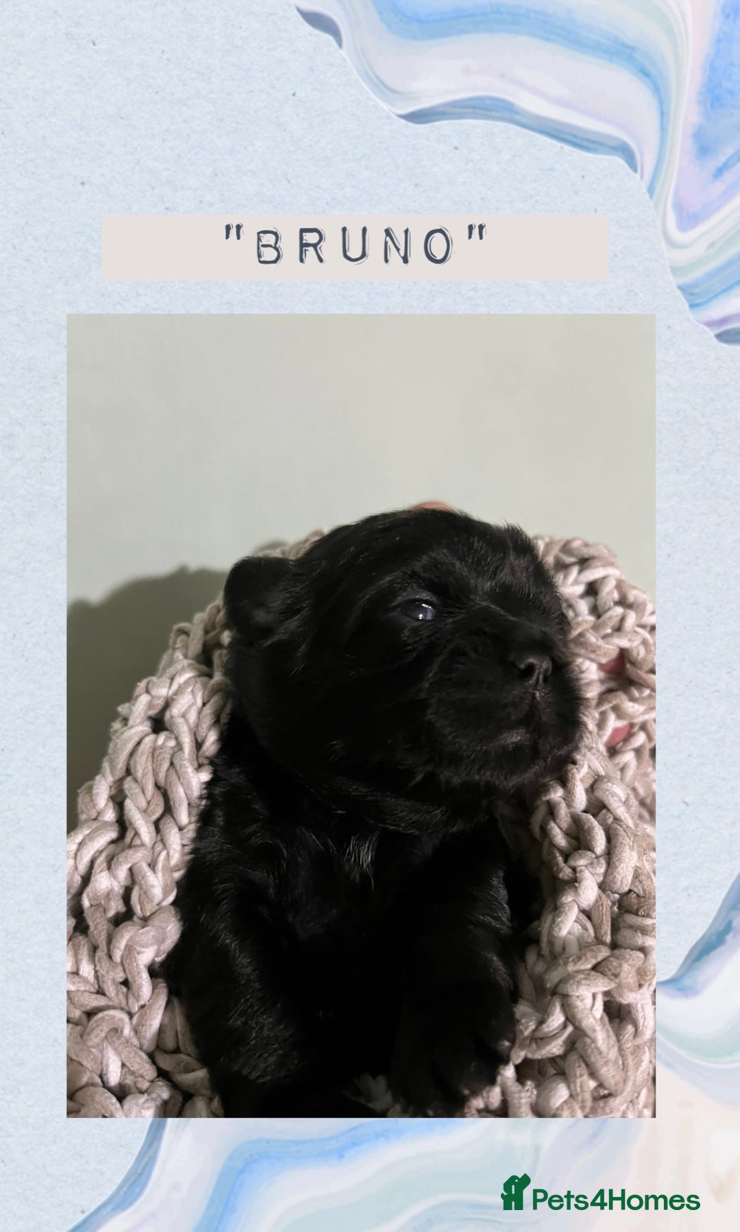 Shih Tzu dogs for sale: Shih Tzu Puppies (standard) - Image 3