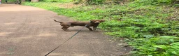 Mixed Breed dogs for sale: Two year old male Springer Spaniel x Patterdale - Advert 4
