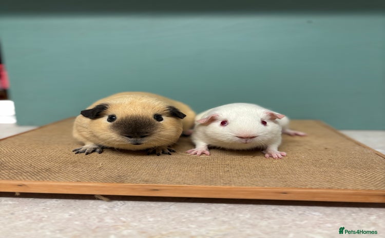 Guinea Pig rodents - Advert 11