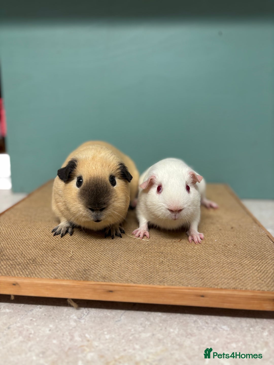 Guinea Pig rodents for sale: Bonded Male Pair - Image 1
