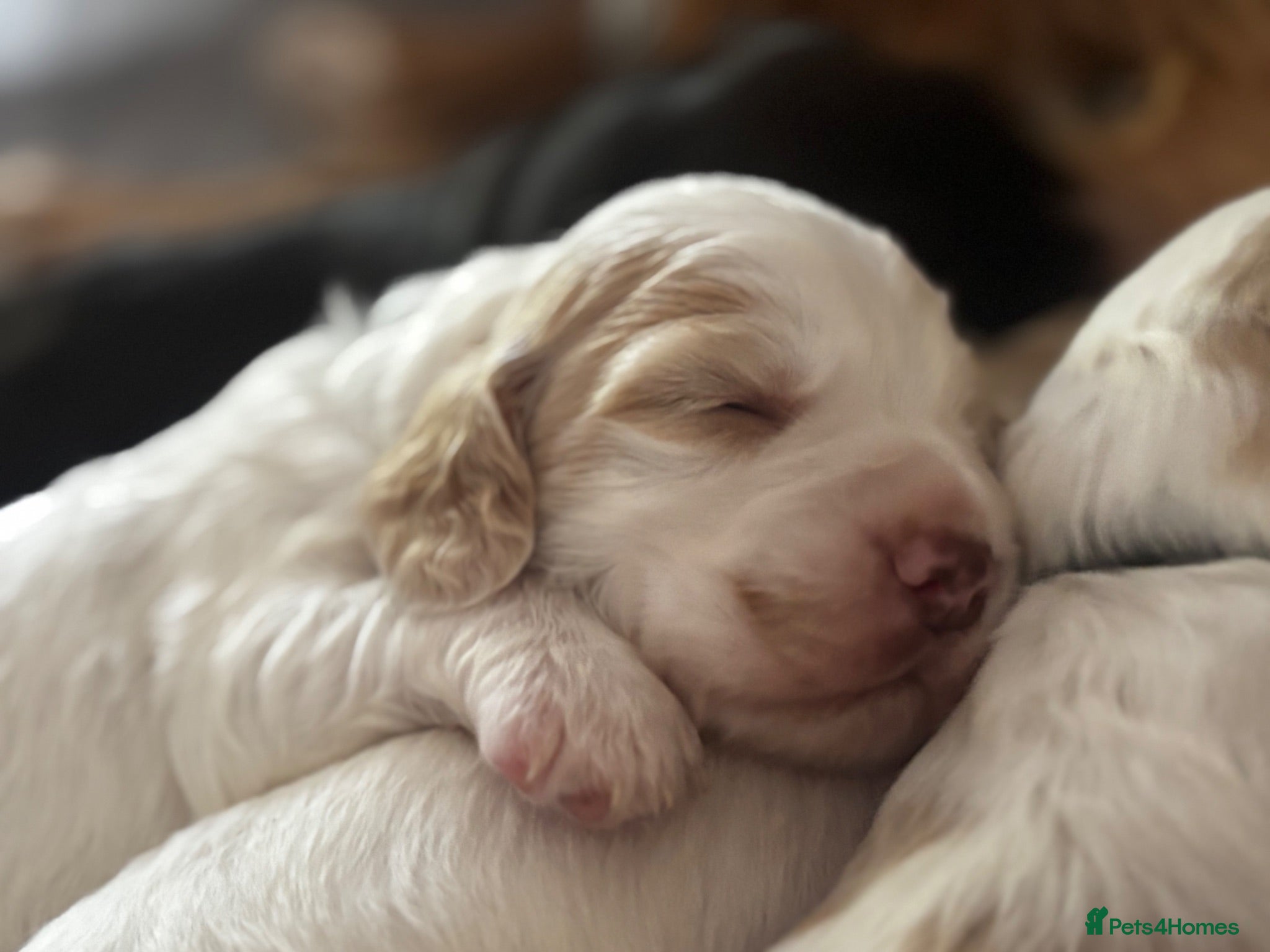 Cocker Spaniel dogs Stunning Working Cocker Spaniels  - Advert 9
