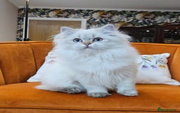 Scottish Fold cats for sale: Excellent Scottish straight kittens  - Advert 5