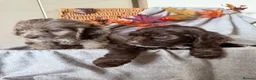 Cockapoo dogs for sale: Cockapoo puppies - Advert 17