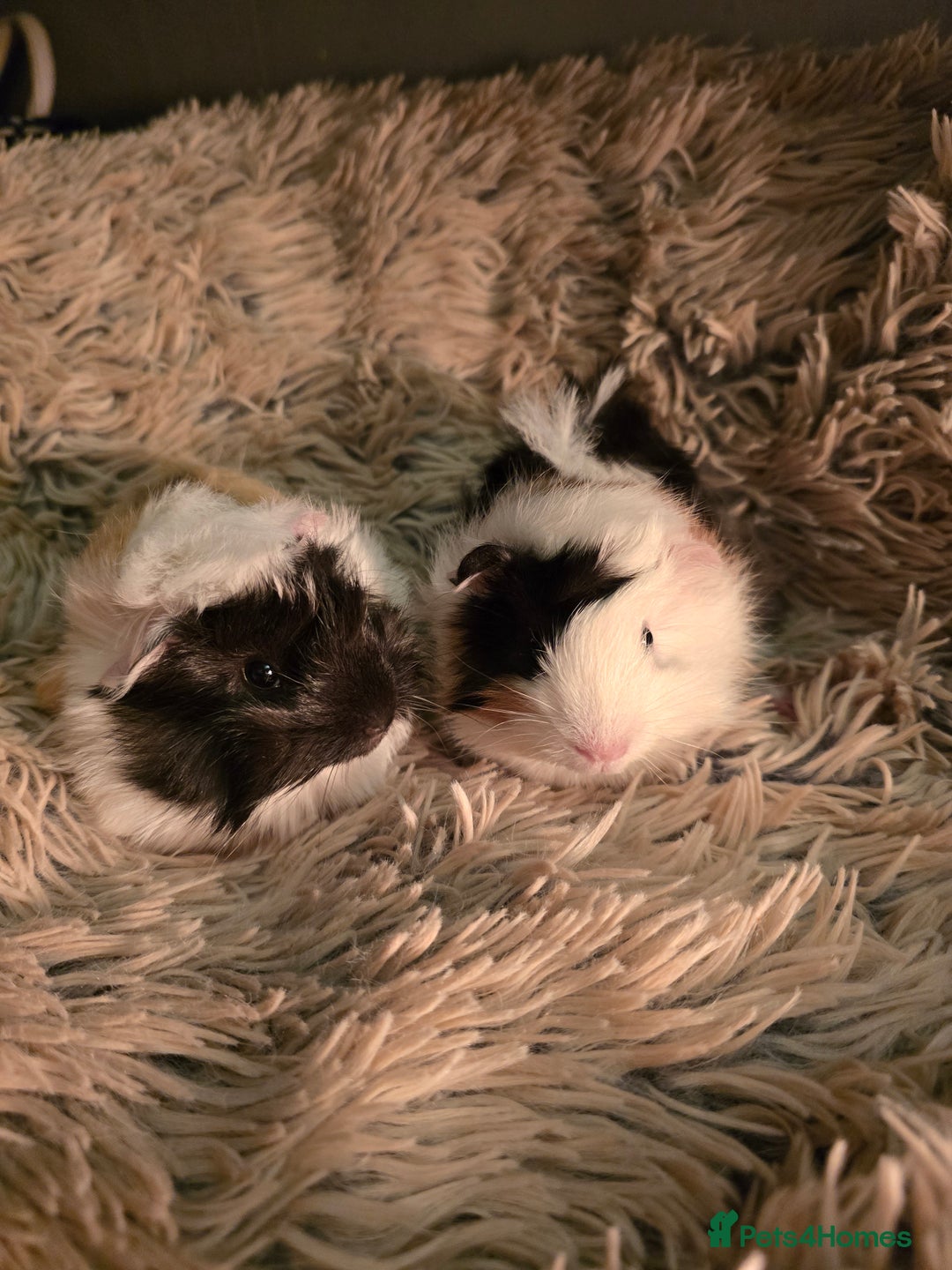 Guinea Pig rodents for sale: 2 female guineapigs  - Advert 1