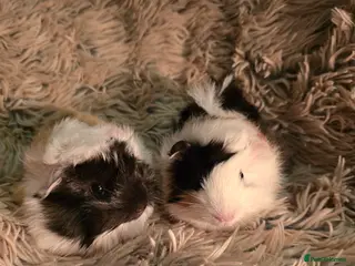 Guinea Pig rodents 2 female guineapigs - Advert 16