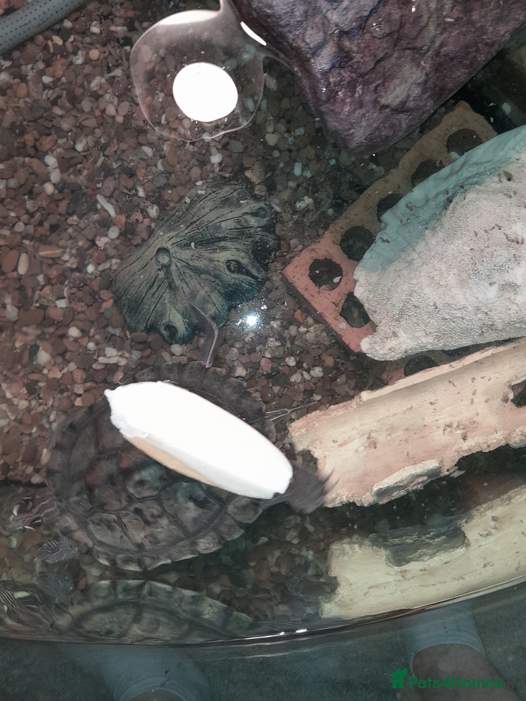 Turtle reptiles for sale: Free mississippi turtle  - Image 5