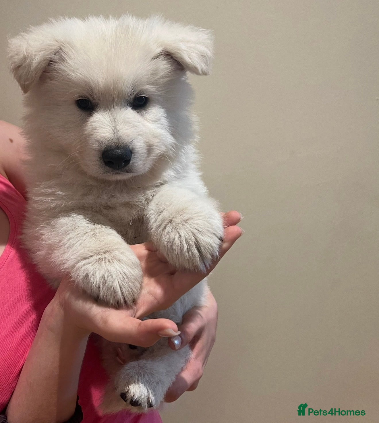 White Swiss Shepherd dogs White Swiss Shepherd Puppies in London - Advert 4