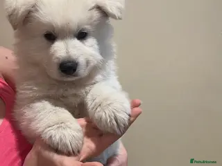 White Swiss Shepherd dogs White Swiss Shepherd Puppies in London - Advert 1