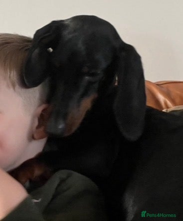 Dachshund dogs Dachshund Bitch for sale.(Ruby) - Advert 9