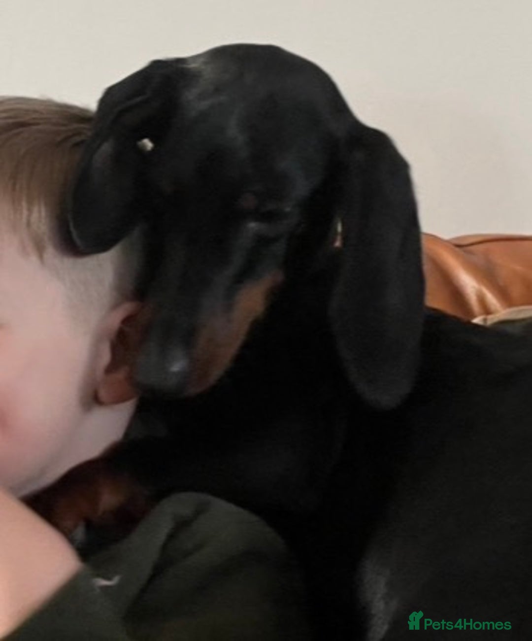 Dachshund dogs for sale: Dachshund Bitch for sale.(Ruby) - Advert 1