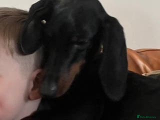 Dachshund dogs Dachshund Bitch for sale.(Ruby) - Advert 9