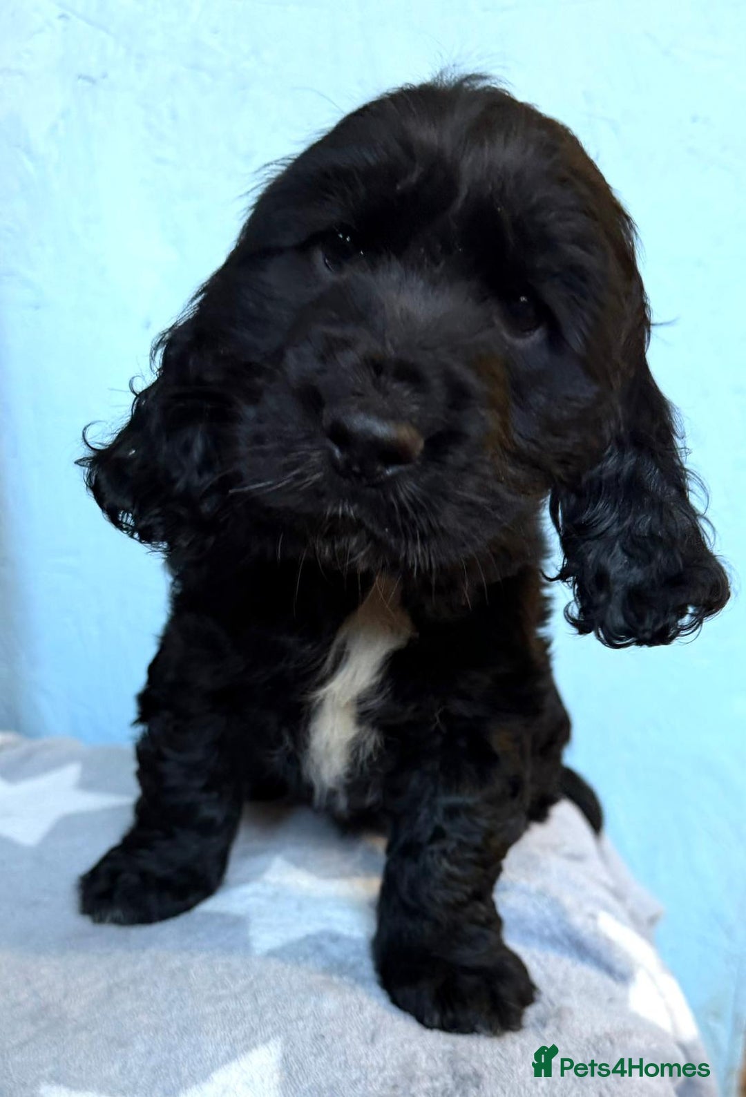 Cocker Spaniel dogs for sale: Show type Cocker Spaniel puppies  - Advert 20