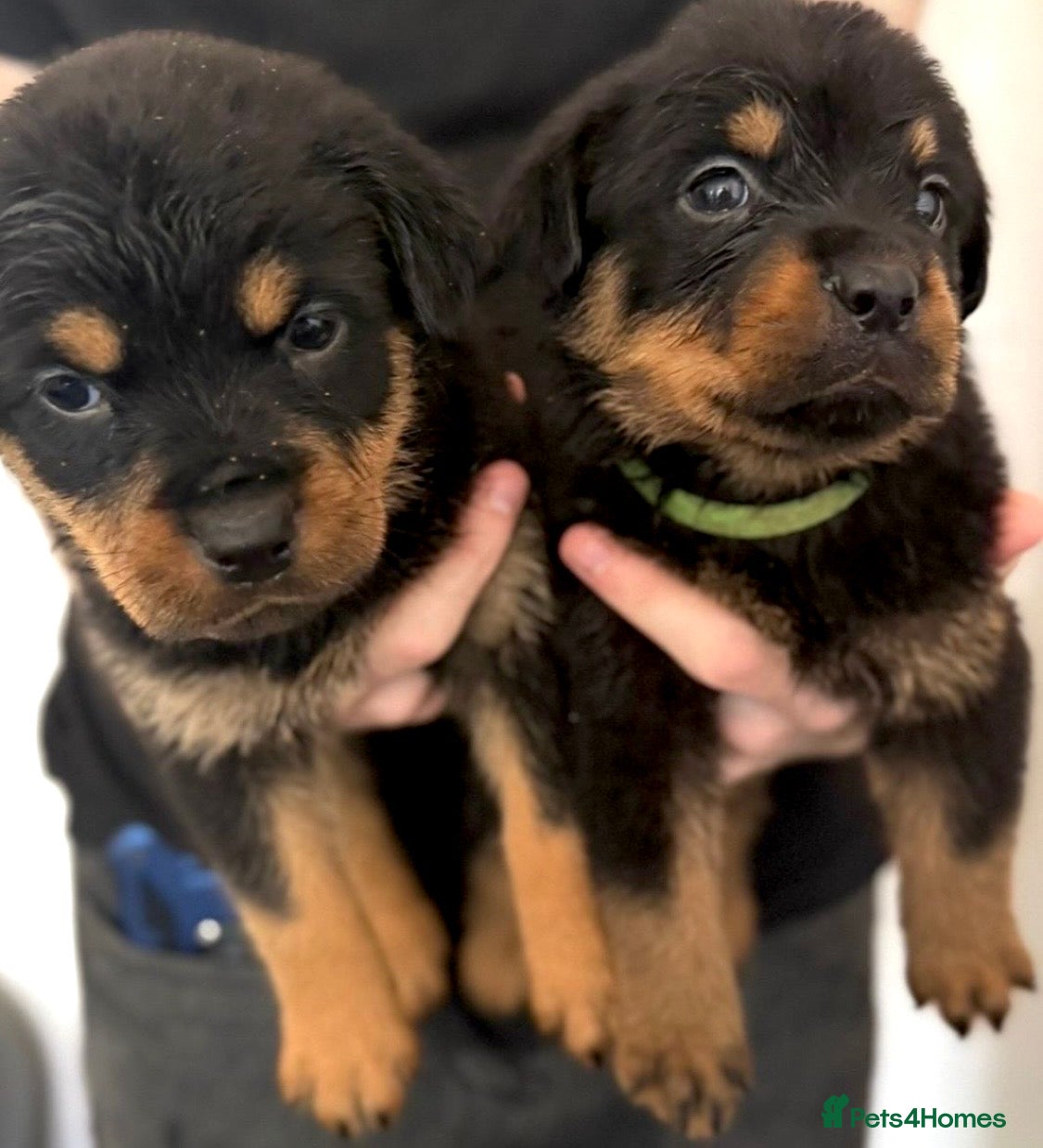 Rottweiler dogs Beautiful KC Rottweilers Only 2 pups now £1500  - Advert 9