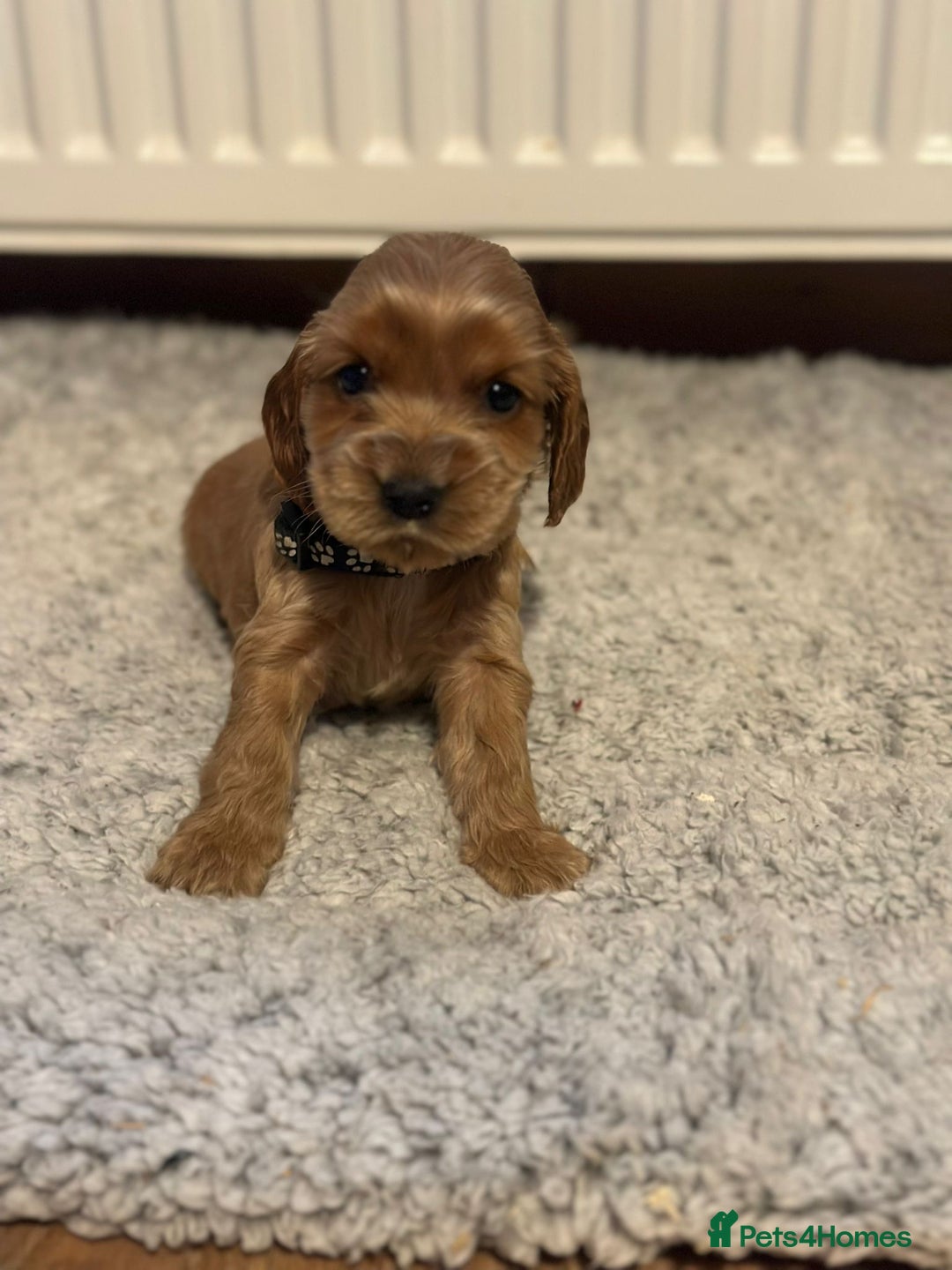 Cocker Spaniel dogs for sale: 🌟STUNNING SHOW COCKER SPANIEL BABIES🌟1 Boy left  - Advert 17