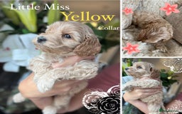 Cockapoo dogs for sale: F1 Cockapoo’s DNA Health Tested Parents - Image 4
