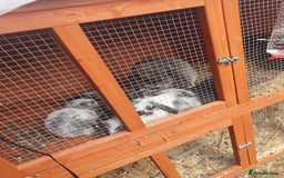 Mini Lop rabbits for sale: Mini lop/mini lion lop - Image 8