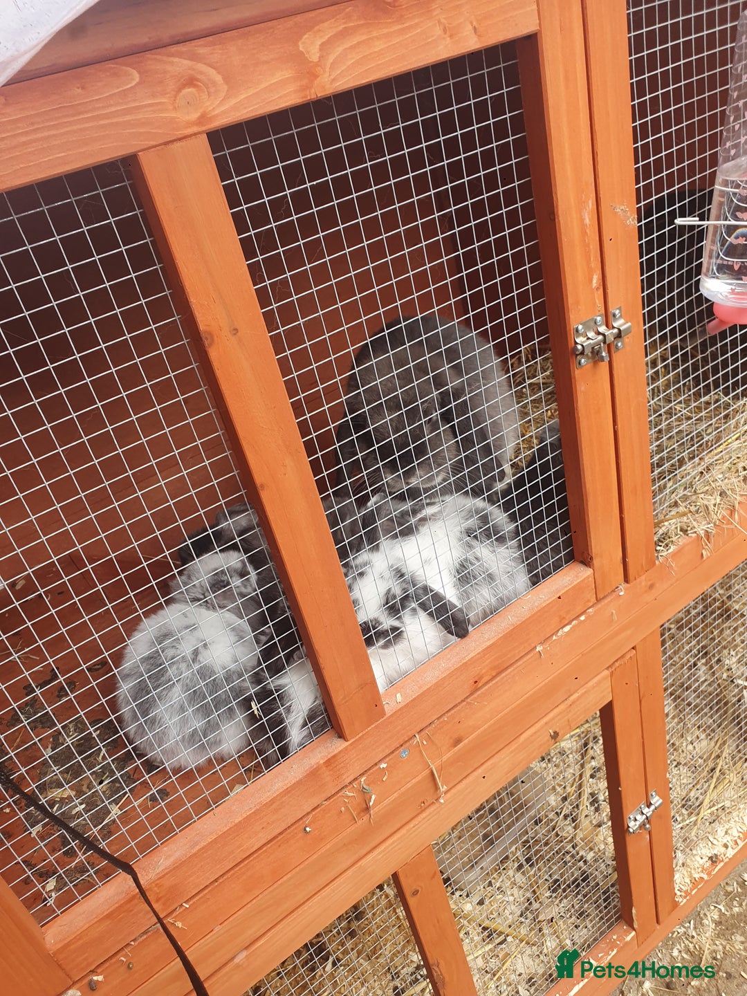 Mini Lop rabbits for sale: Mini lop/mini lion lop - Image 8