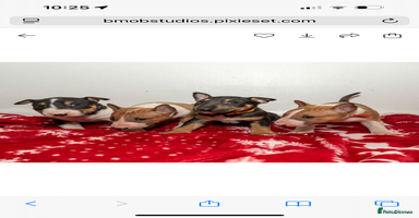 English Bull Terrier dogs - Advert 3