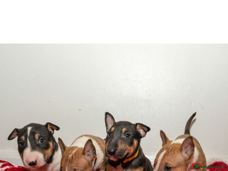 English Bull Terrier dogs - Advert 2