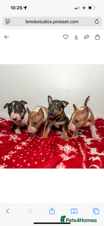English Bull Terrier dogs - Advert 2