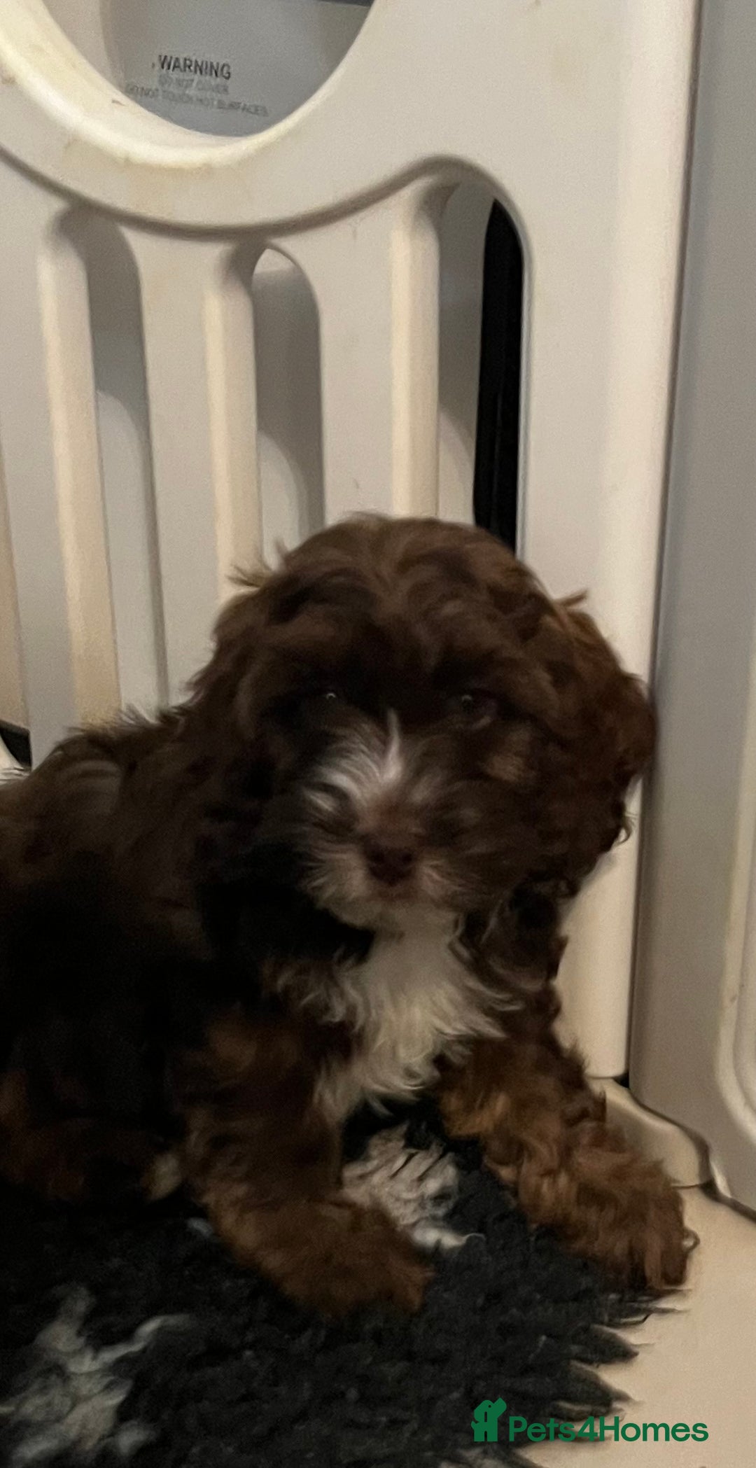 Cockapoo dogs for sale: 🩷🩷READY TO LEAVE🩷GORGEOUS🌟F1 Cockapoo pups  - Advert 6